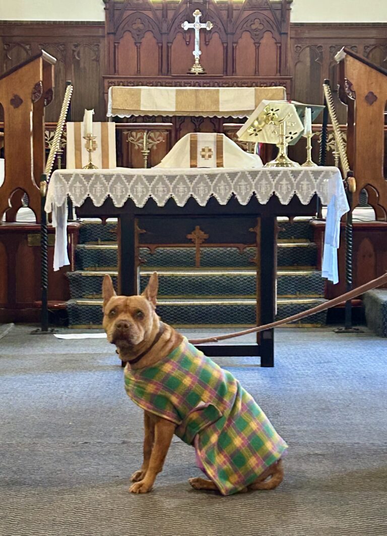 Blessing of the Animals – Anglican Diocese of Bendigo